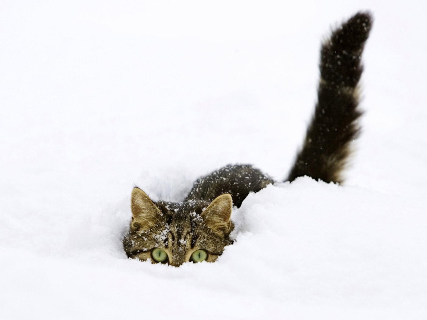 Cat In Snow Desktop Wallpapers