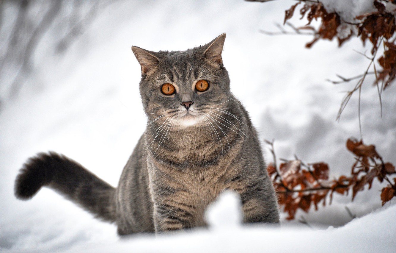 Cat In Snow Desktop Wallpapers