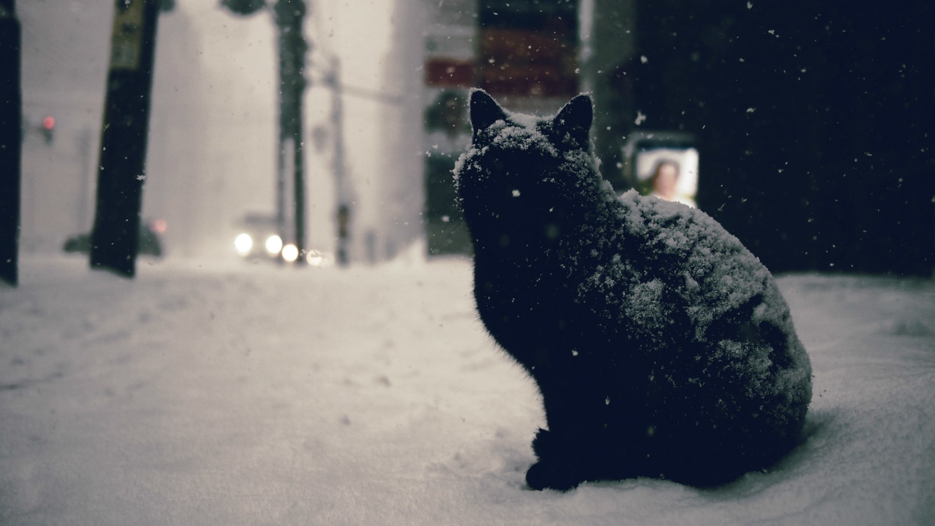 Cat In Snow Desktop Wallpapers