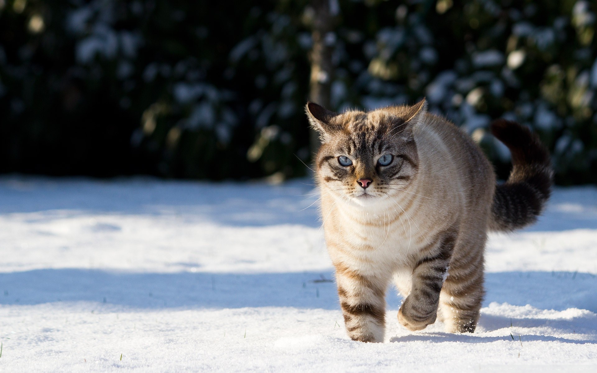 Cat In Snow Desktop Wallpapers