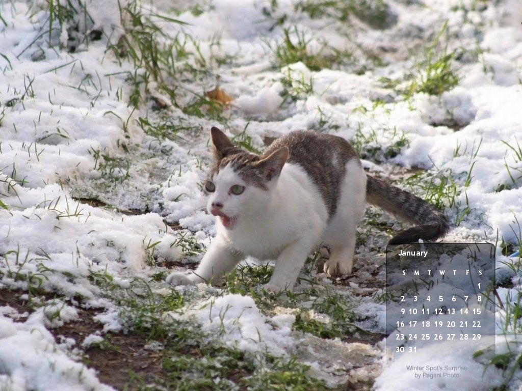 Cat In Snow Desktop Wallpapers