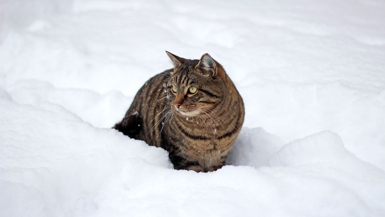 Cat In Snow Desktop Wallpapers