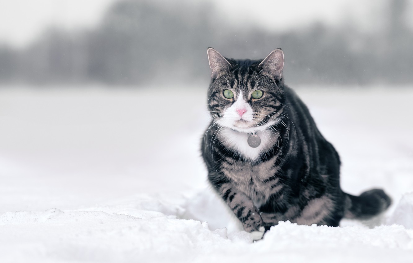 Cat In Snow Desktop Wallpapers