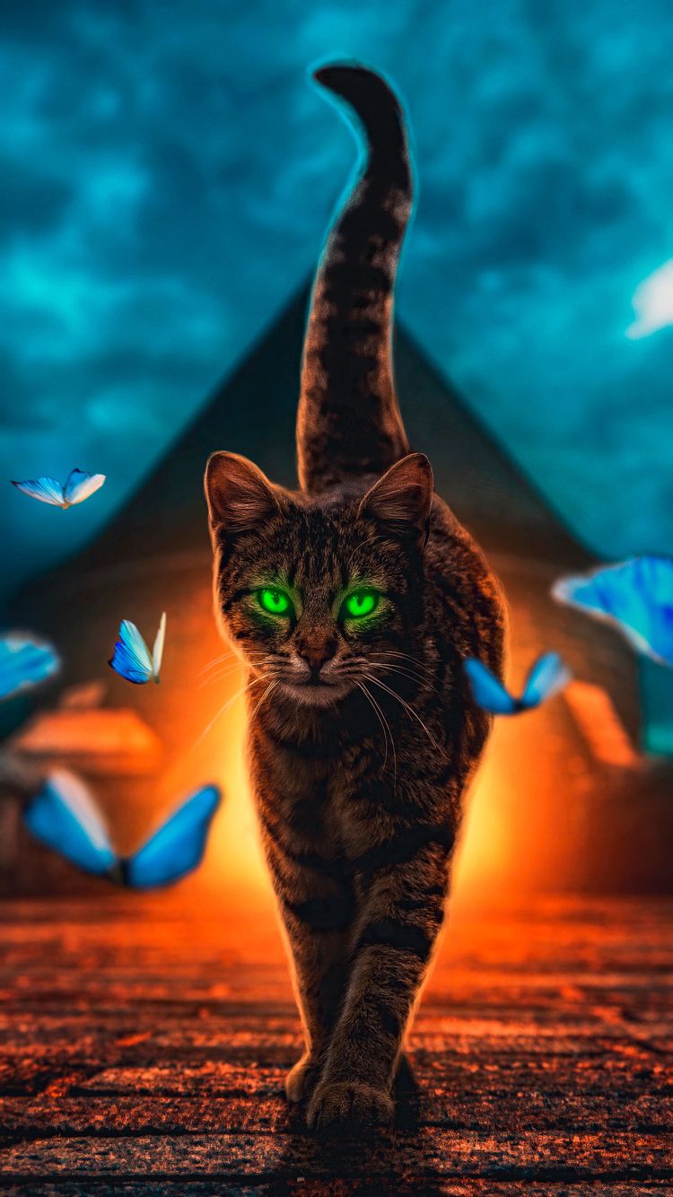 Cat Iphone Wallpapers