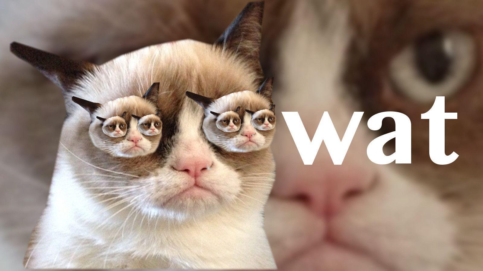 Cat Meme Wallpapers