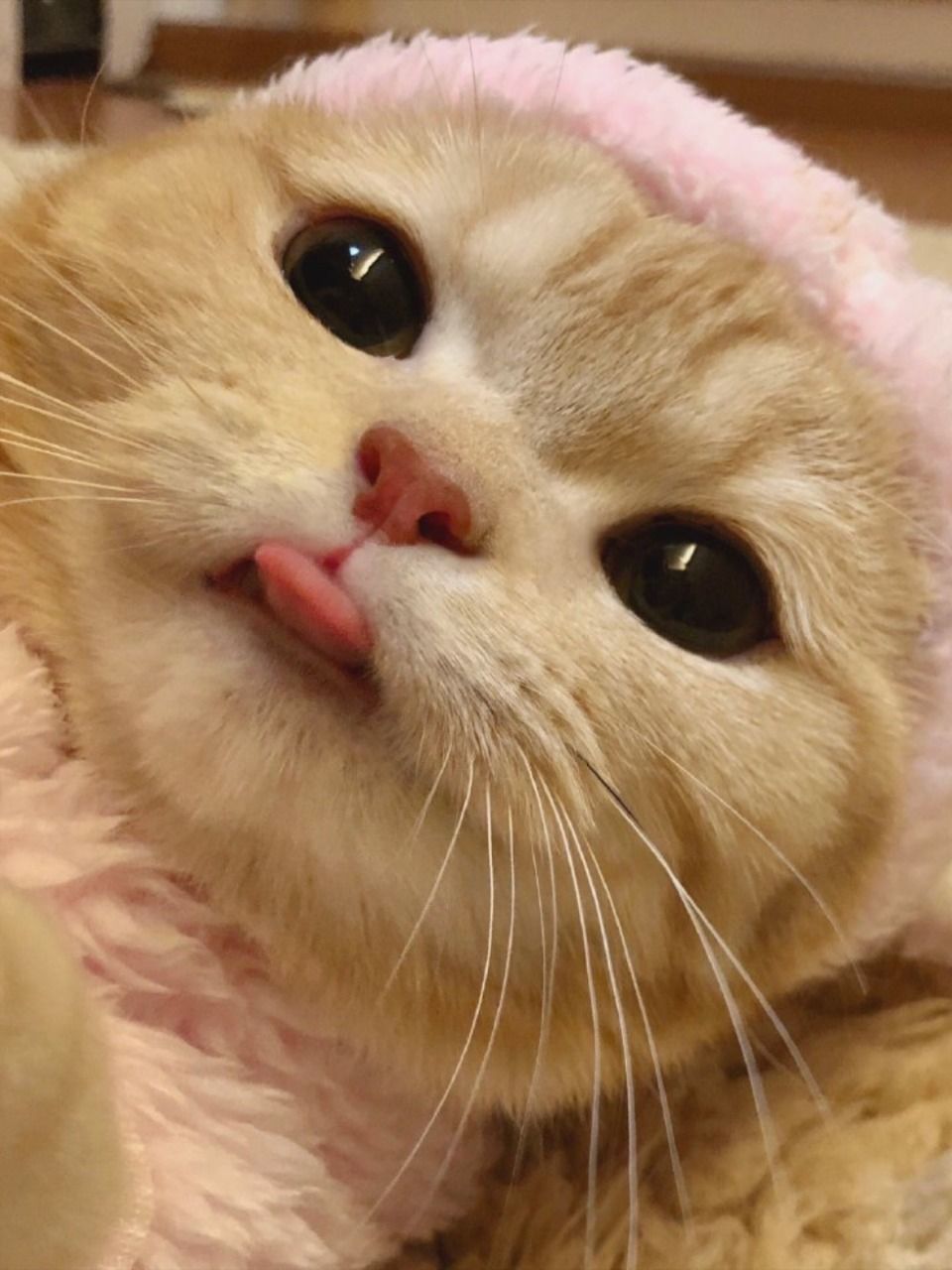 Cat Pfp Cute Wallpapers