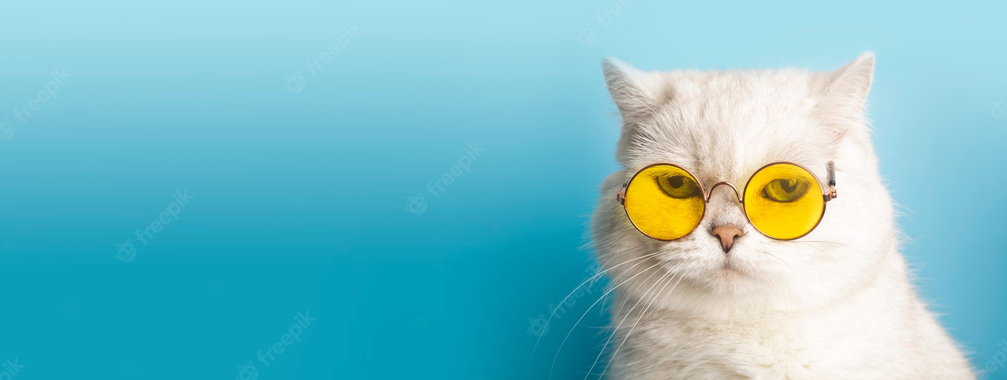 Cat With Glasses Hd Wallpapers