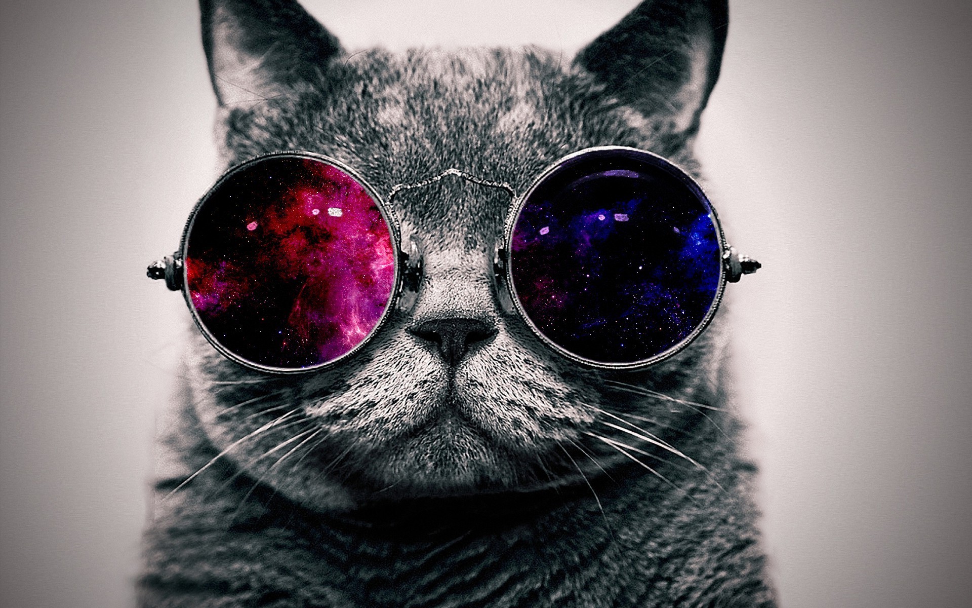 Cat With Glasses Hd Wallpapers