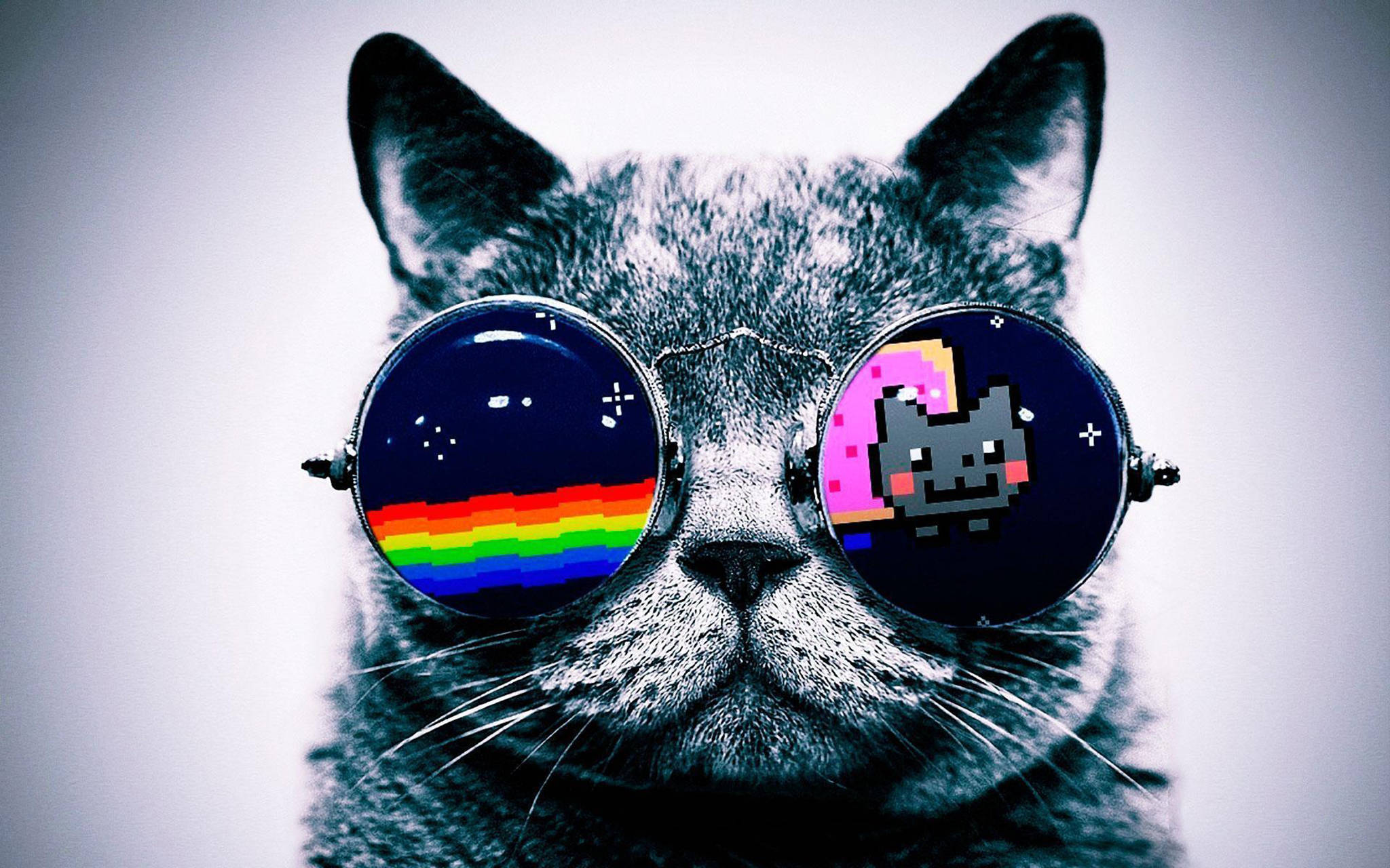 Cat With Glasses Hd Wallpapers