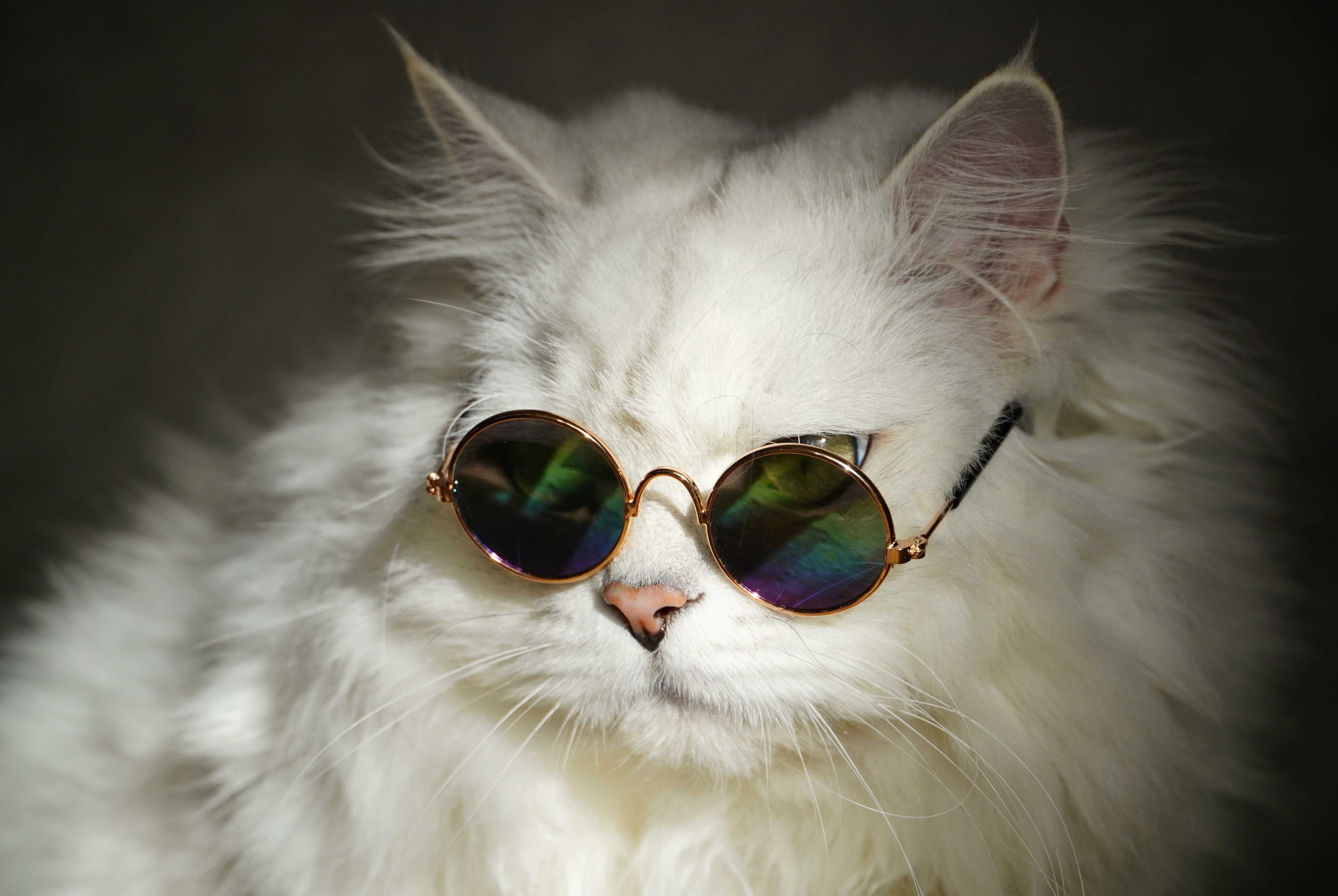 Cat With Glasses Hd Wallpapers