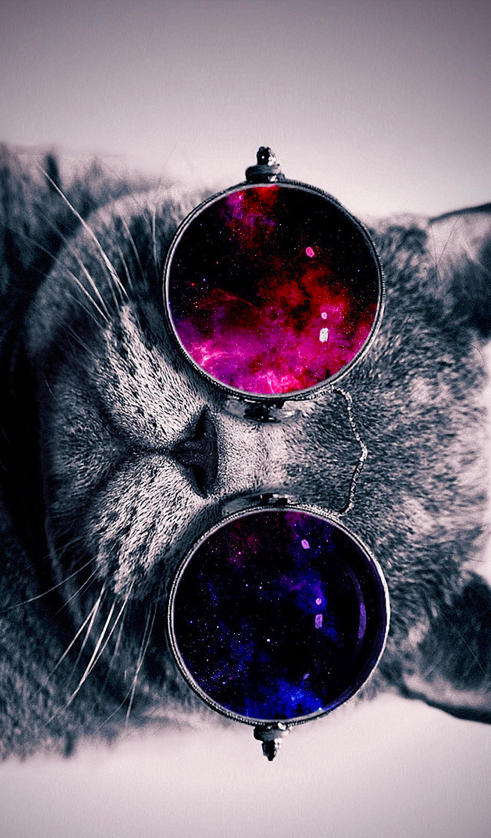 Cat With Glasses Hd Wallpapers