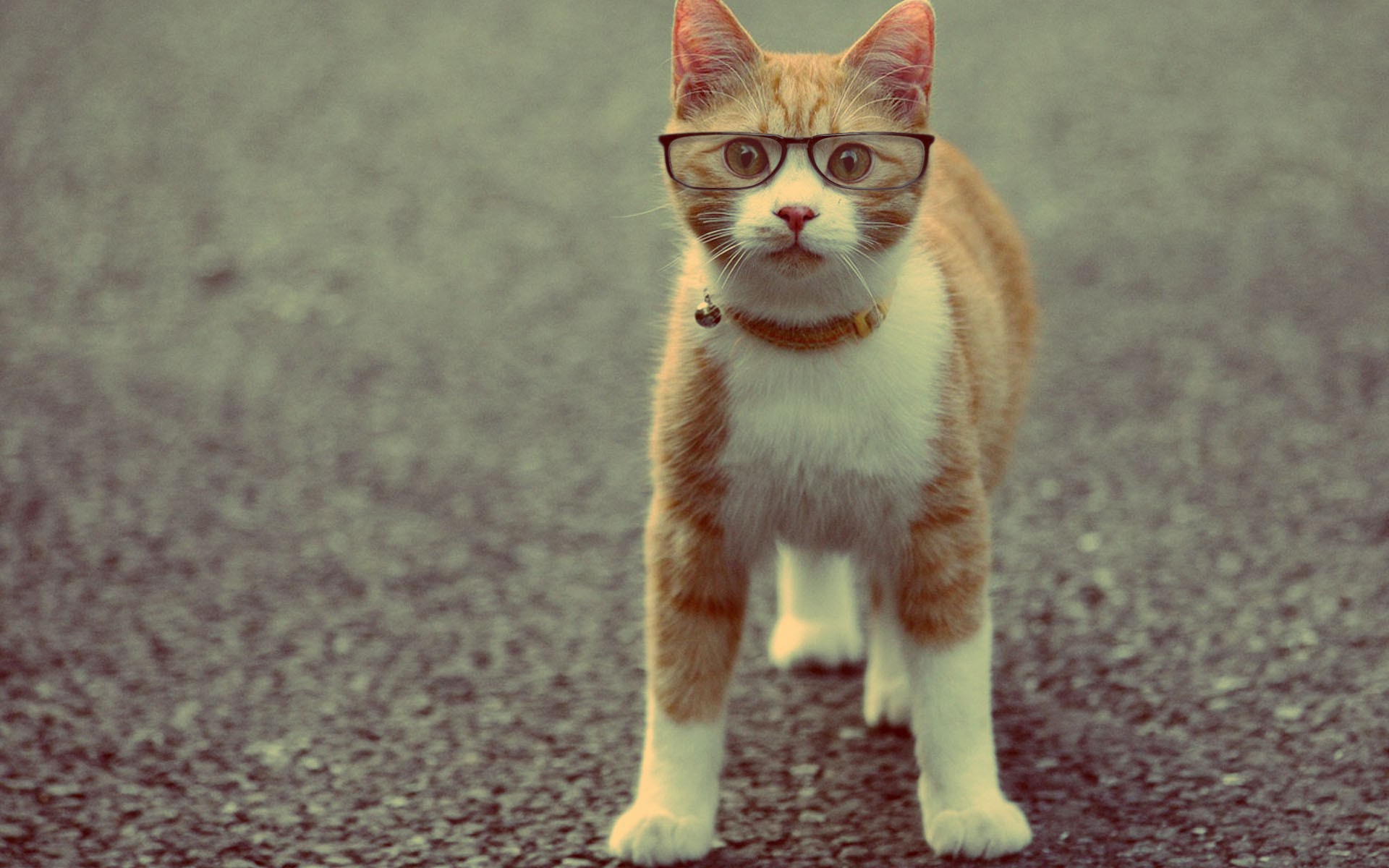 Cat With Glasses Hd Wallpapers