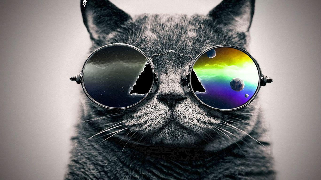 Cat With Glasses Hd Wallpapers