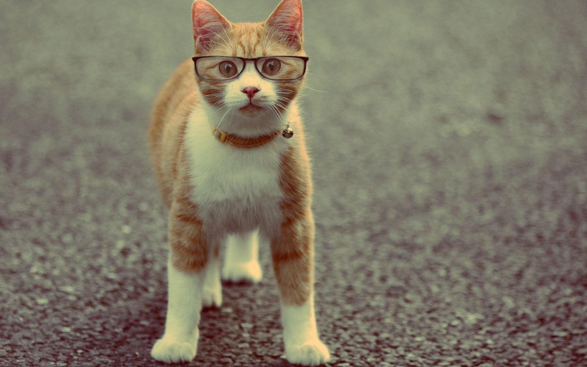 Cat With Glasses Hd Wallpapers