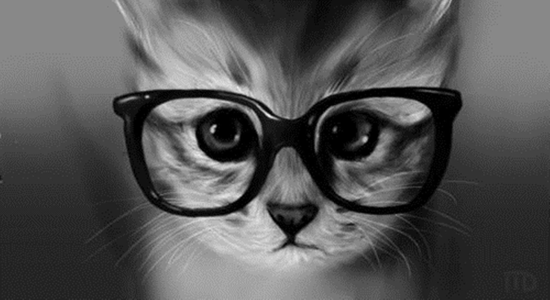 Cat With Glasses Hd Wallpapers