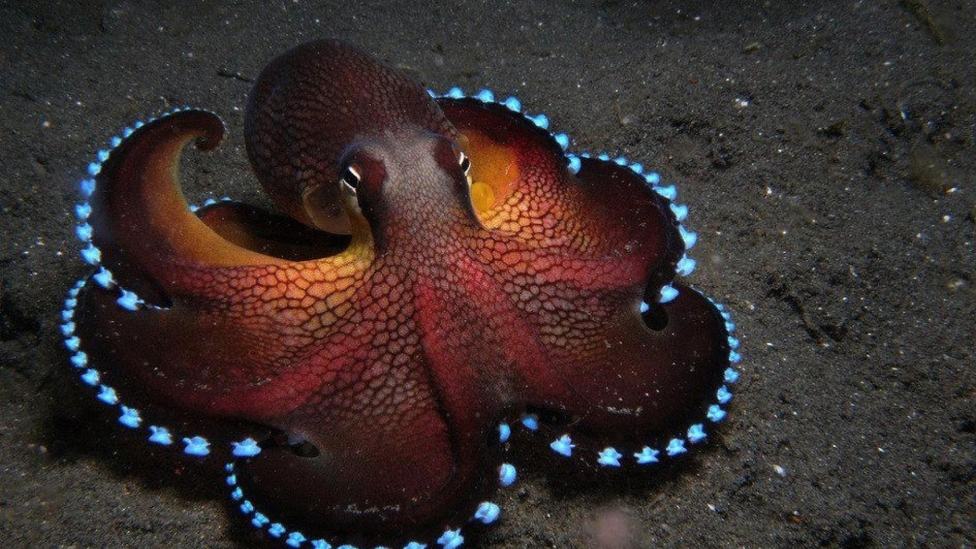 Cephalopod Wallpapers