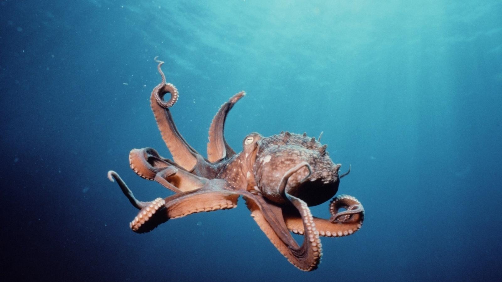 Cephalopod Wallpapers