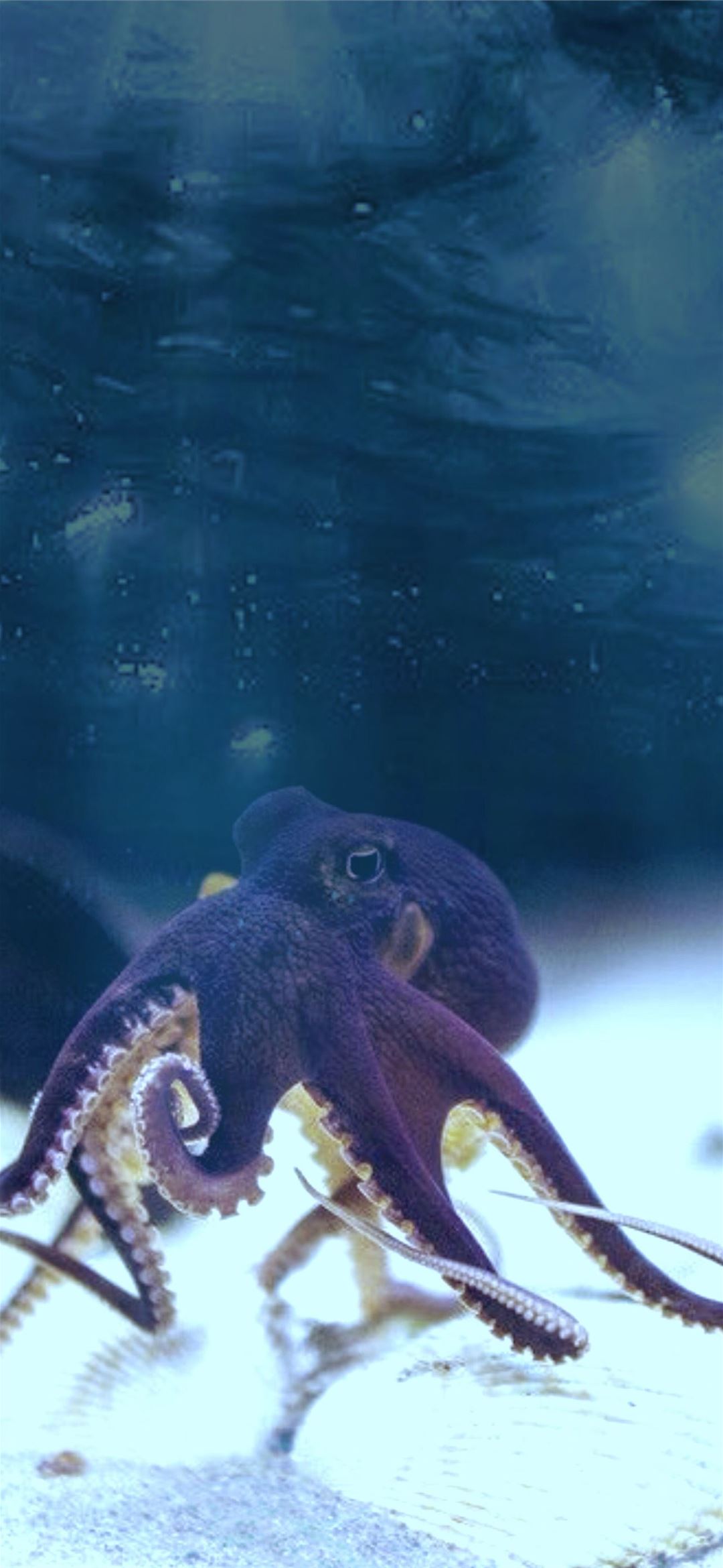 Cephalopod Wallpapers