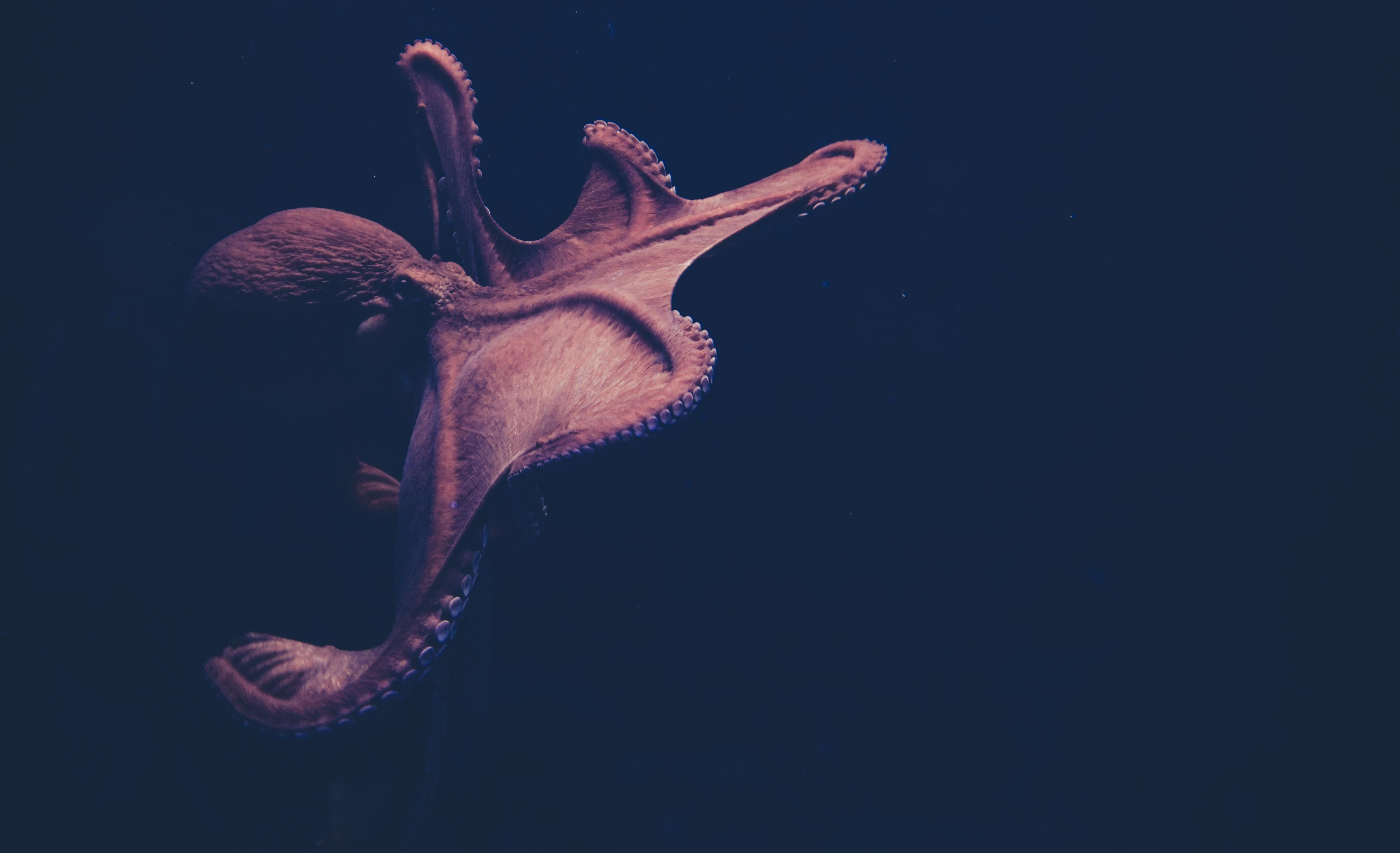 Cephalopod Wallpapers