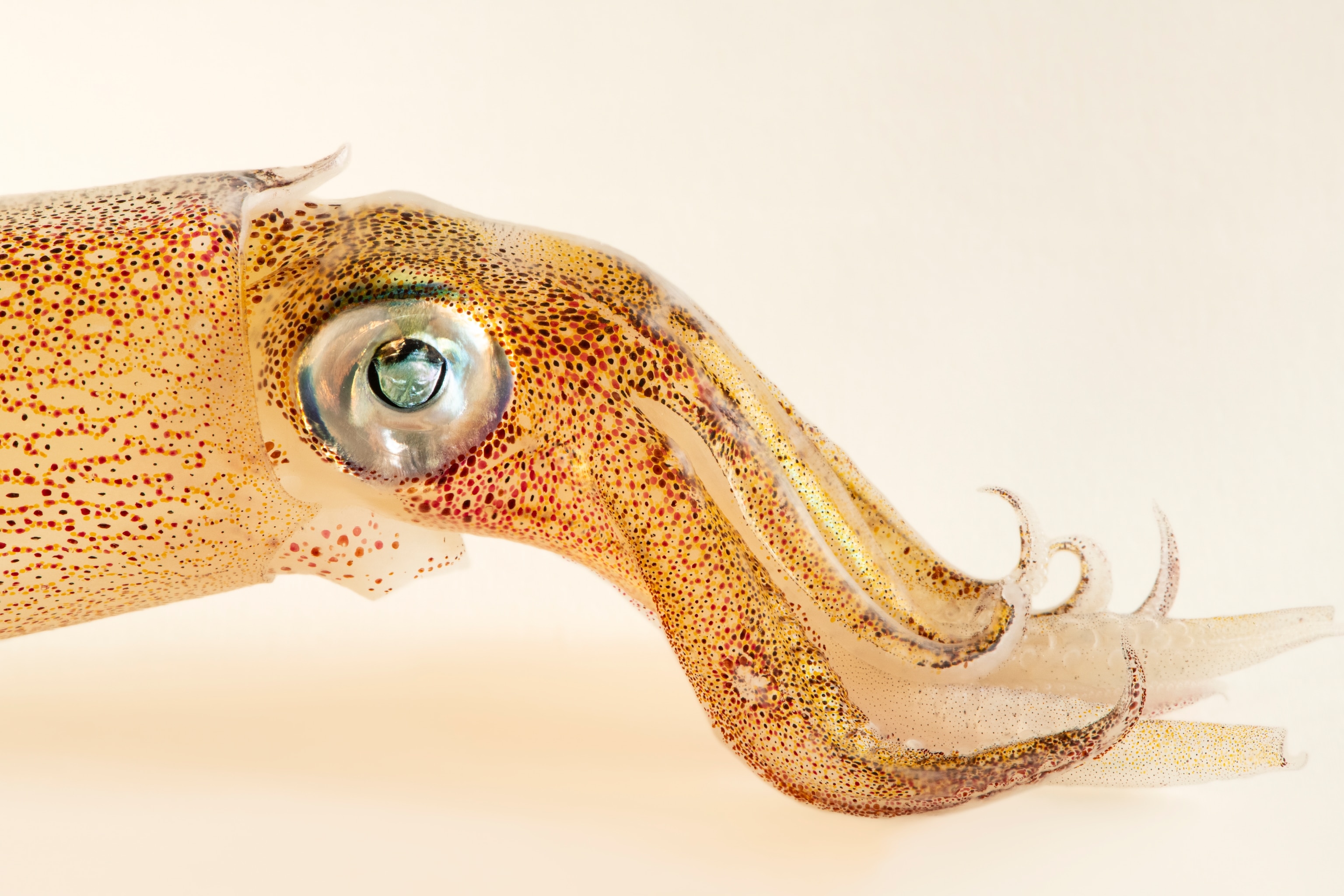 Cephalopod Wallpapers