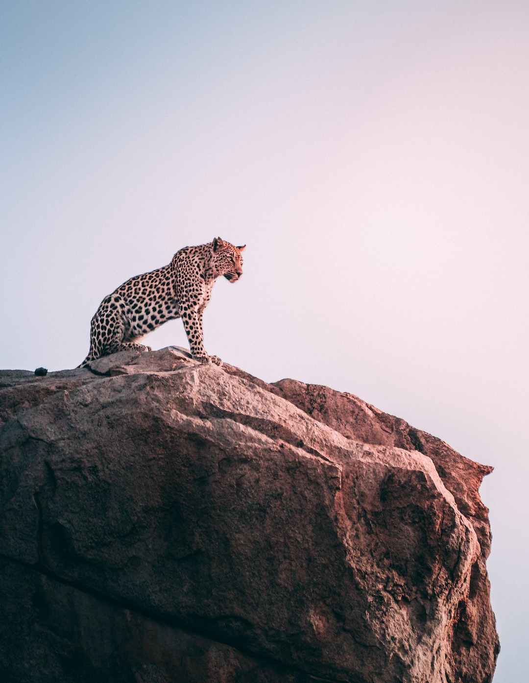 Cheetah Wallpapers