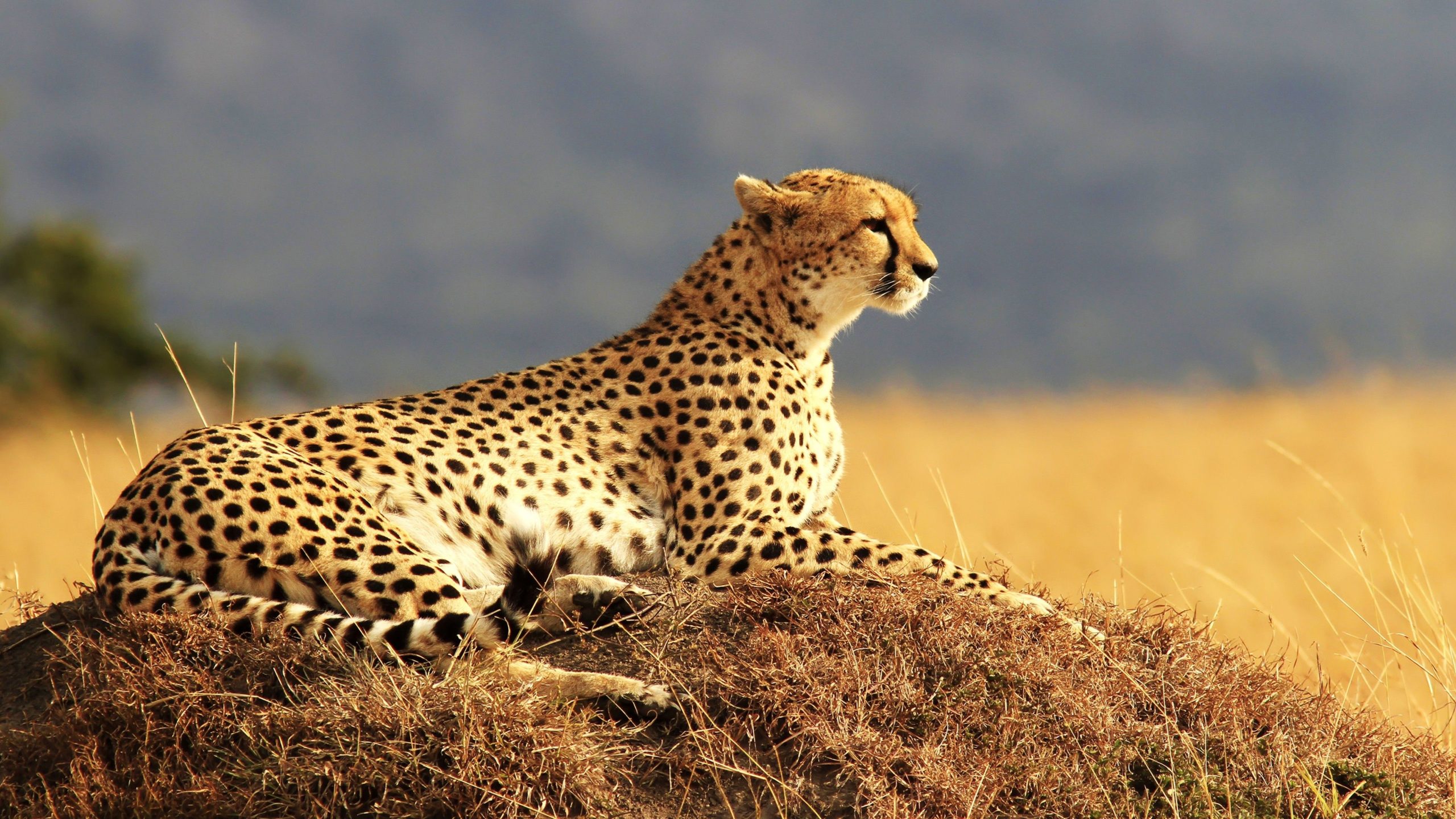 Cheetah Wallpapers