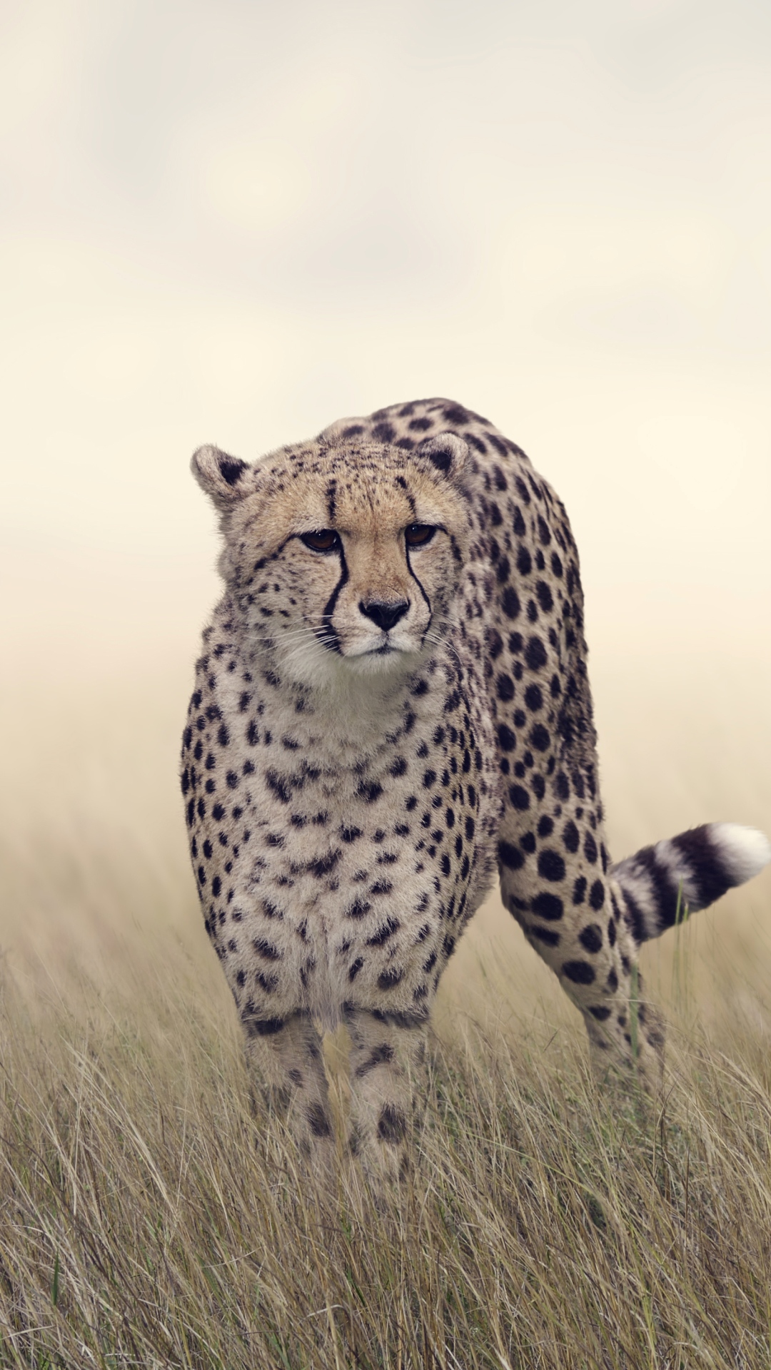 Cheetah Wallpapers