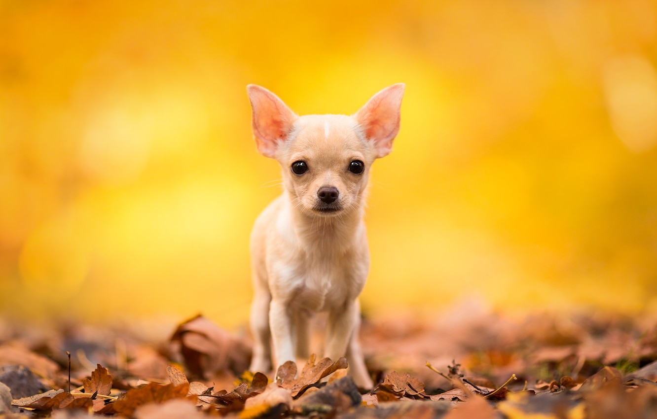 Chihuahua Wallpapers