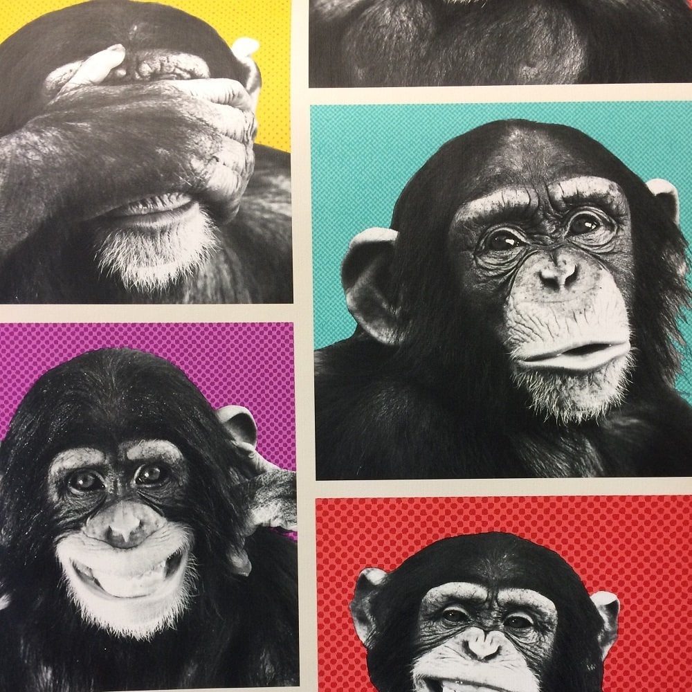 Chimpanzee Wallpapers