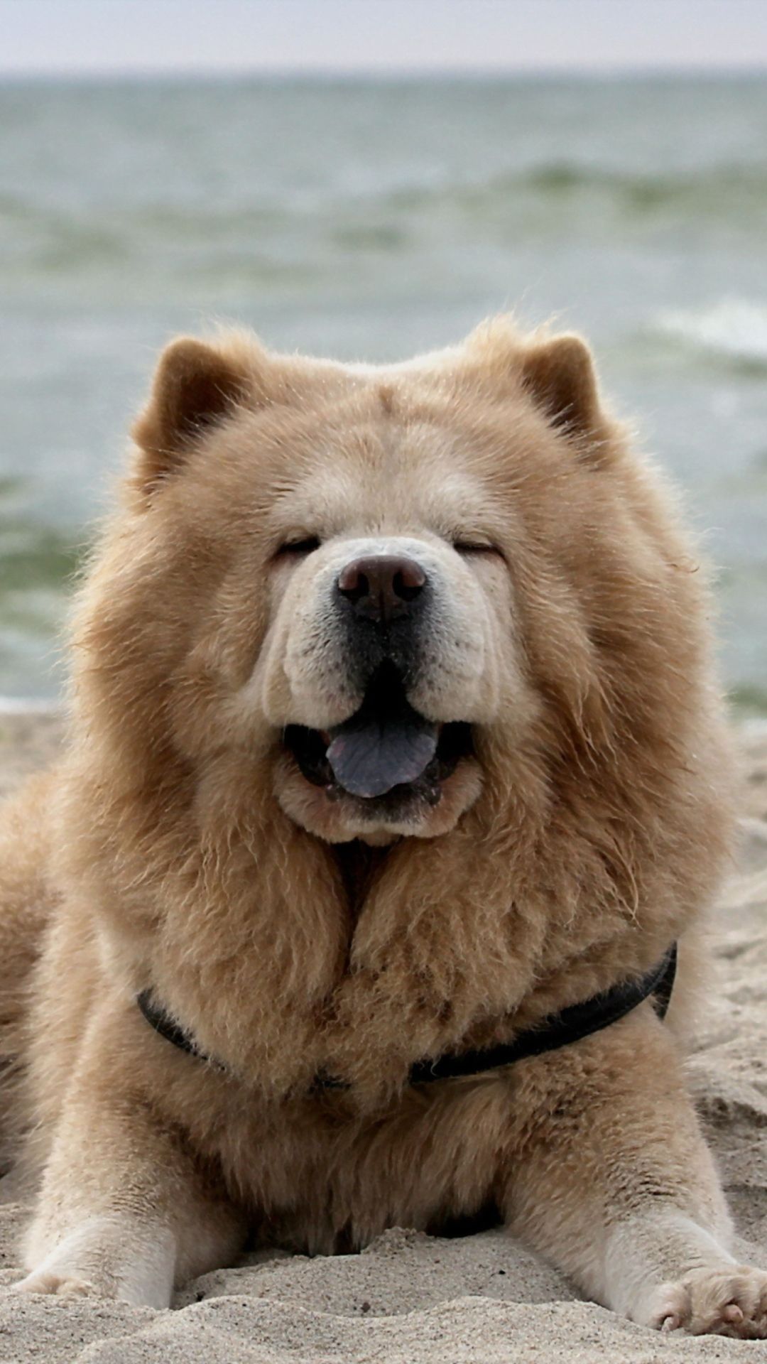 Chow Chow Wallpapers