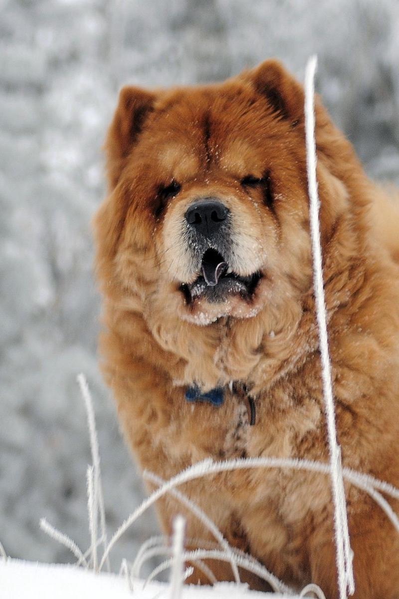 Chow Chow Wallpapers