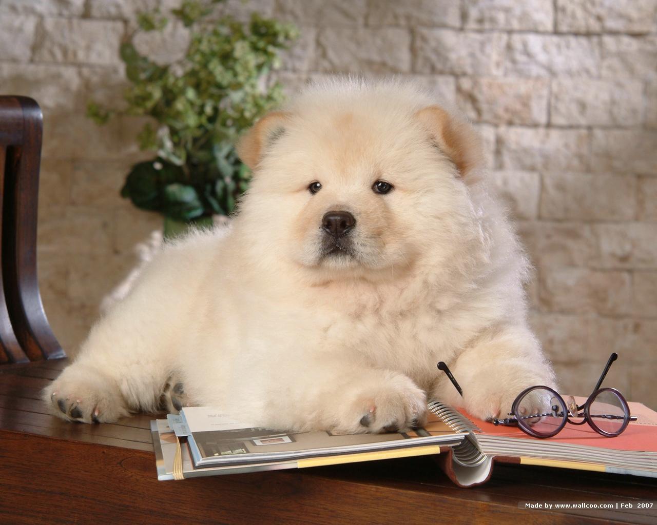 Chow Chow Wallpapers