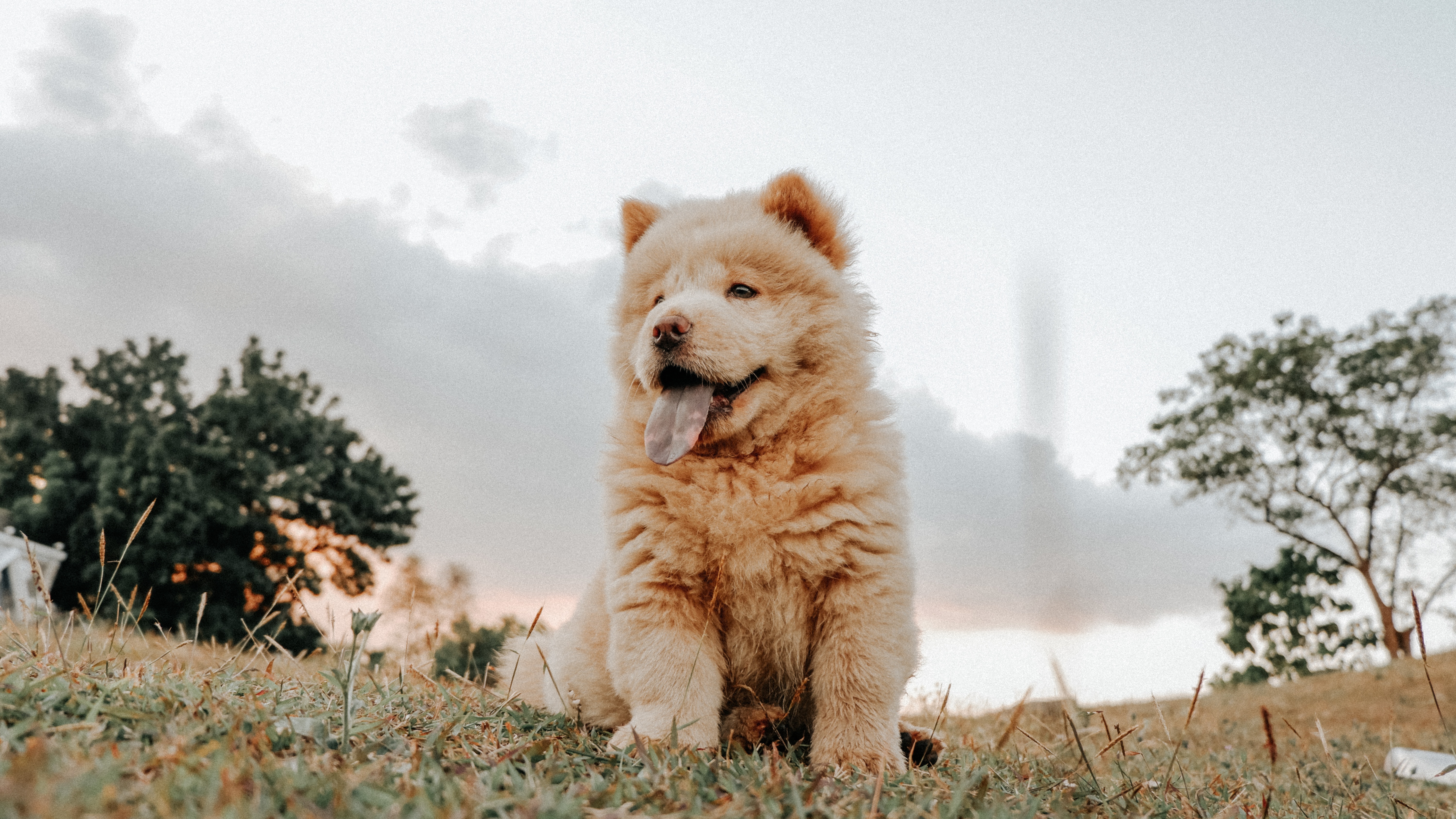 Chow Chow Wallpapers