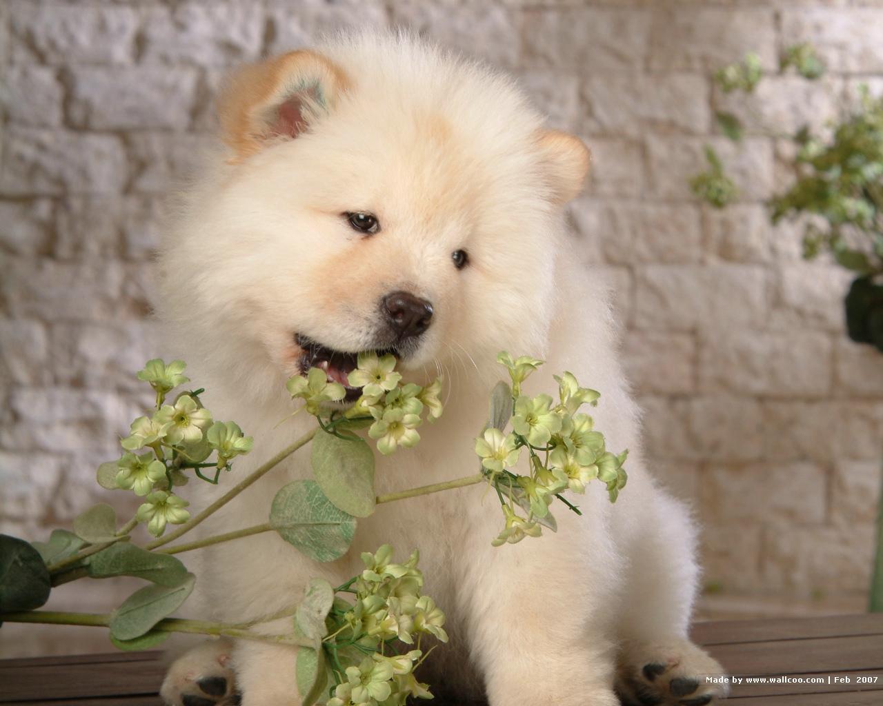 Chow Chow Wallpapers