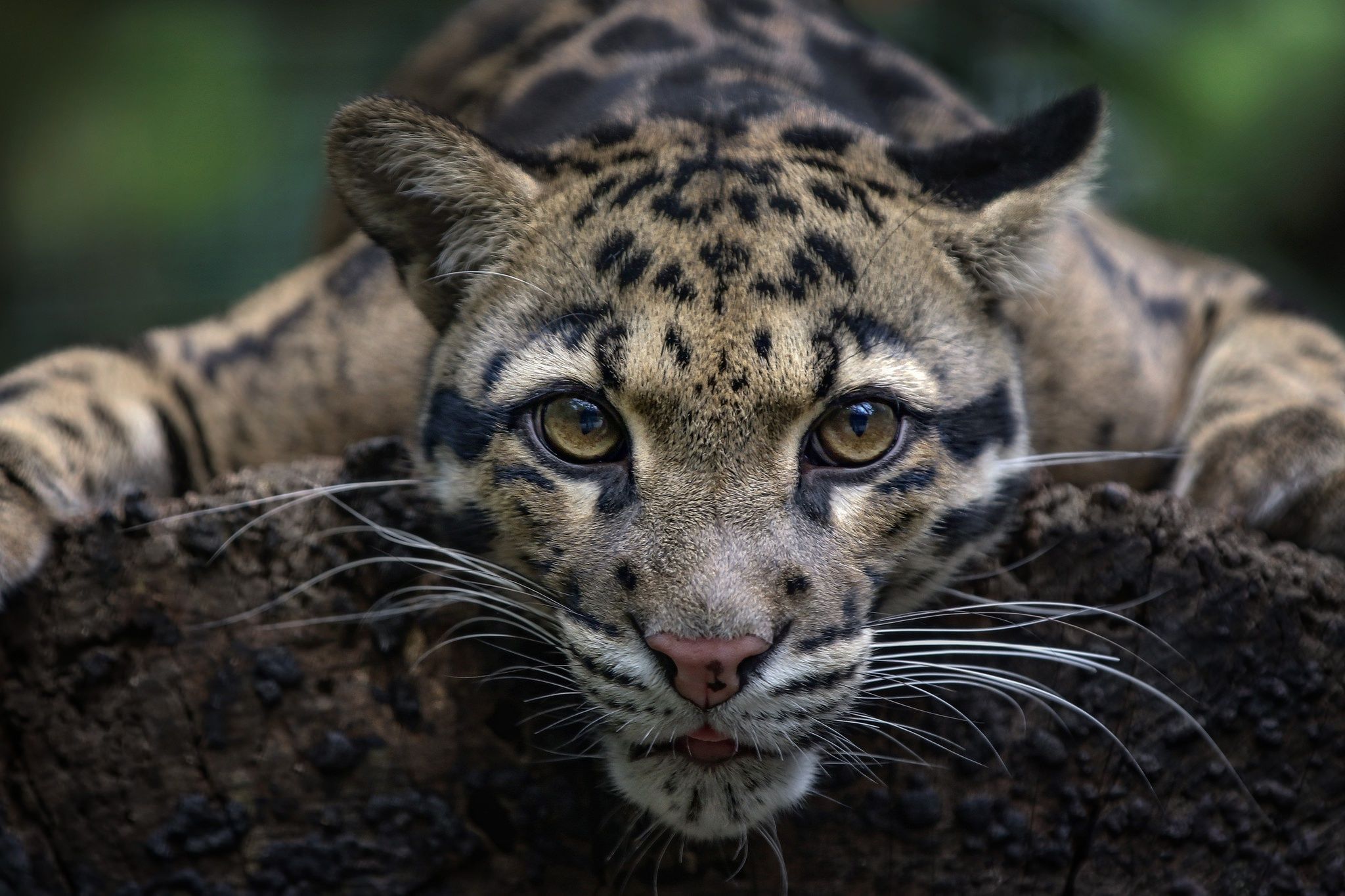 Clouded Leopard Wallpapers