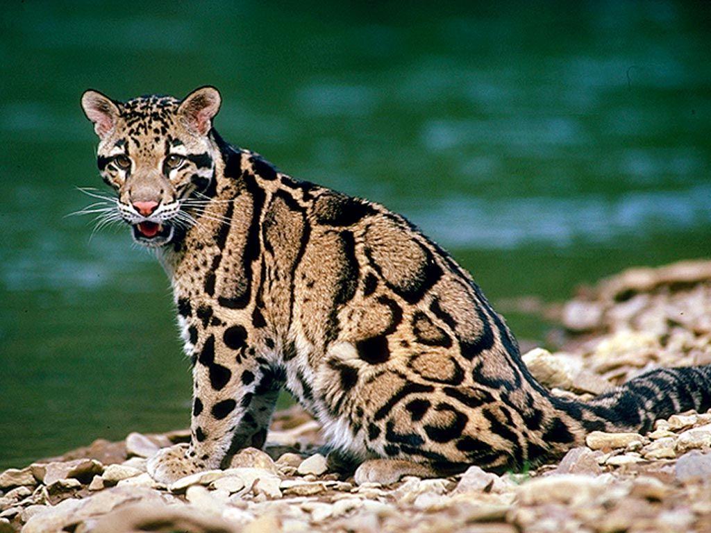 Clouded Leopard Wallpapers