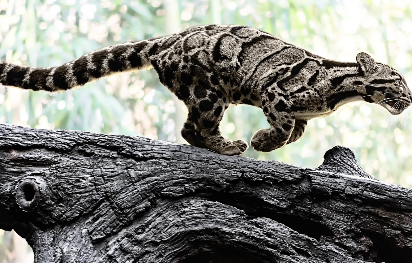 Clouded Leopard Wallpapers