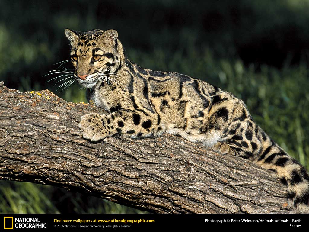 Clouded Leopard Wallpapers