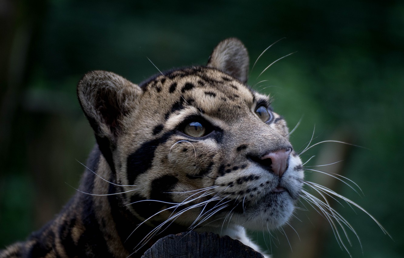 Clouded Leopard Wallpapers