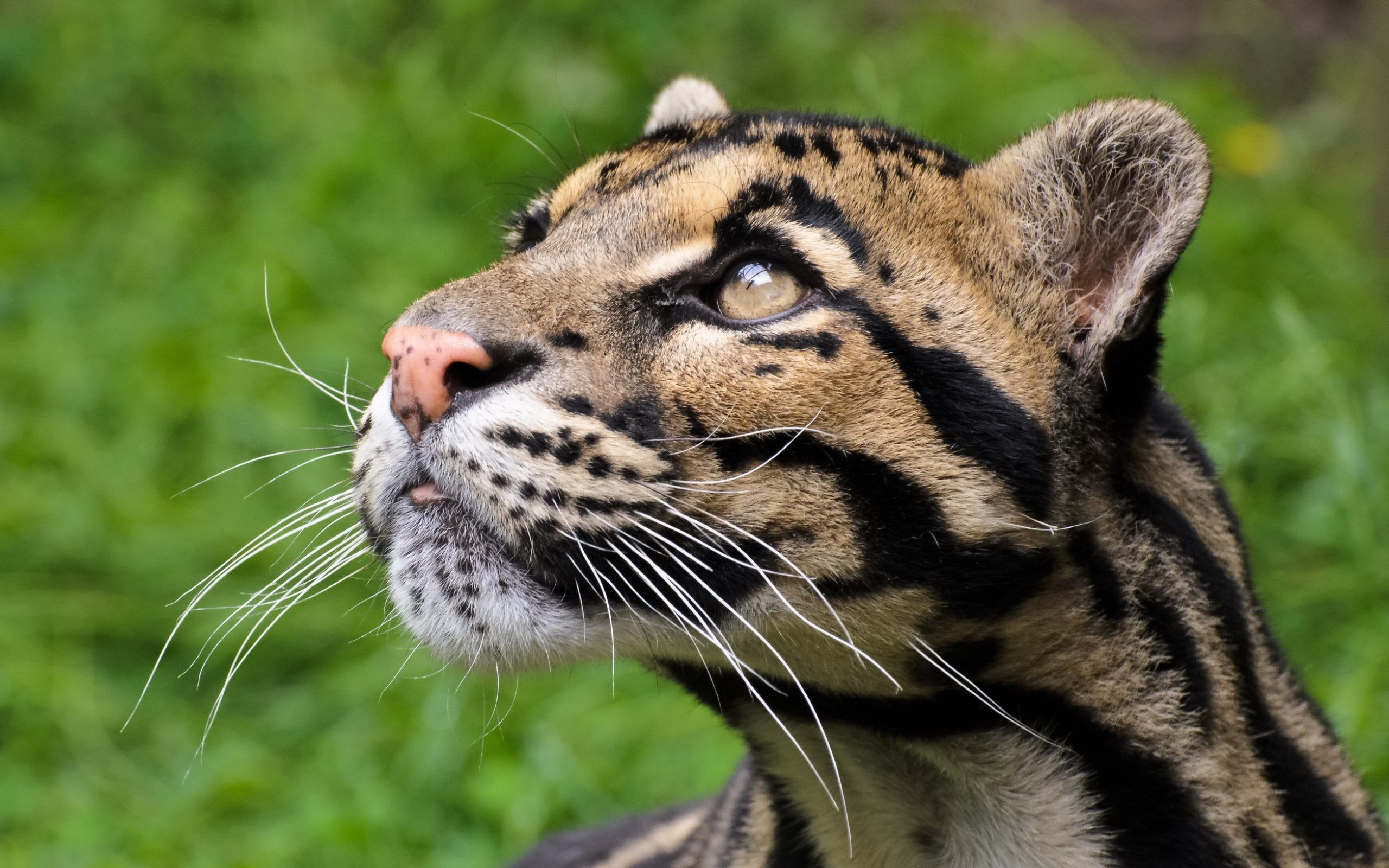 Clouded Leopard Wallpapers