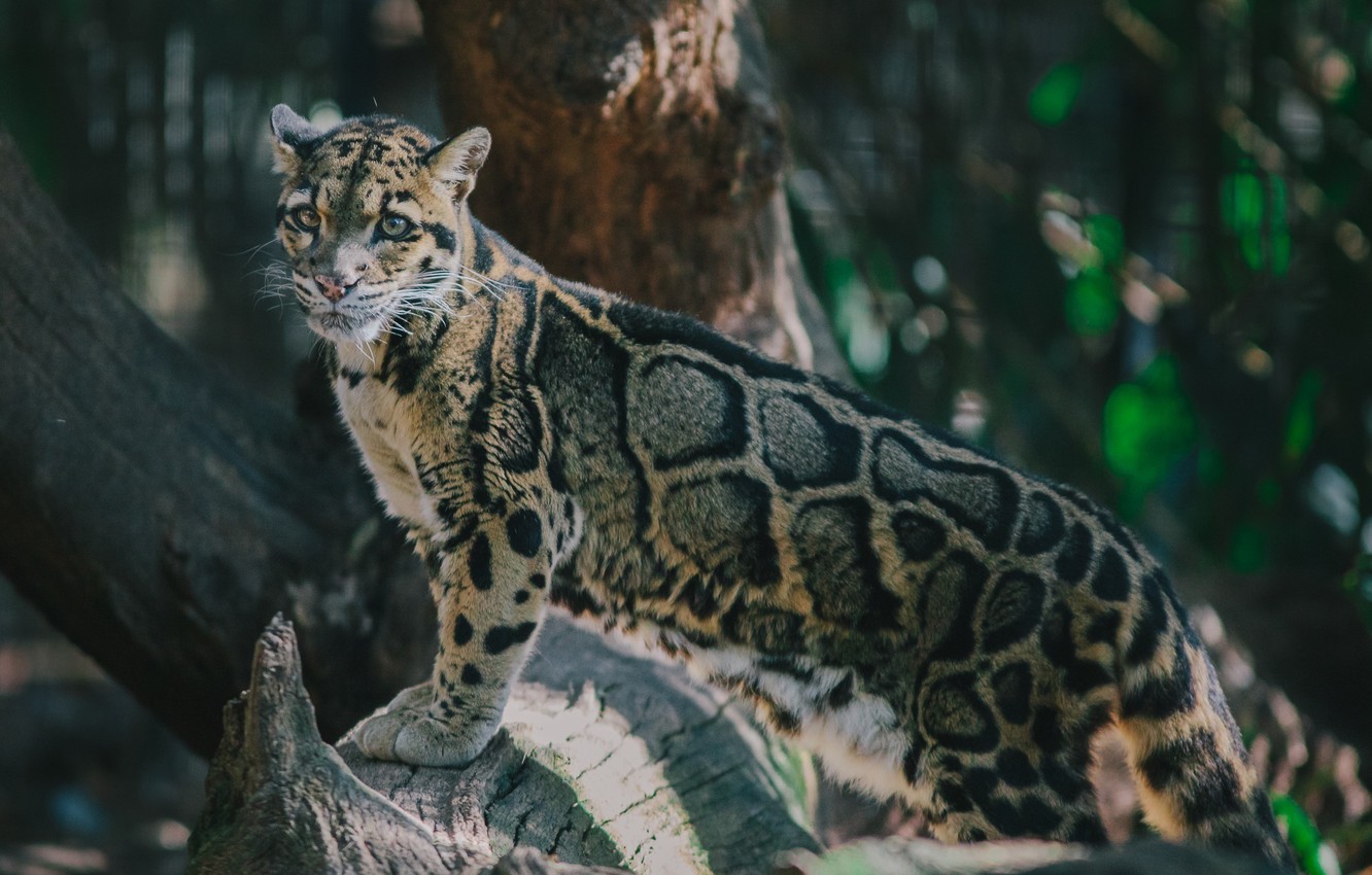 Clouded Leopard Wallpapers