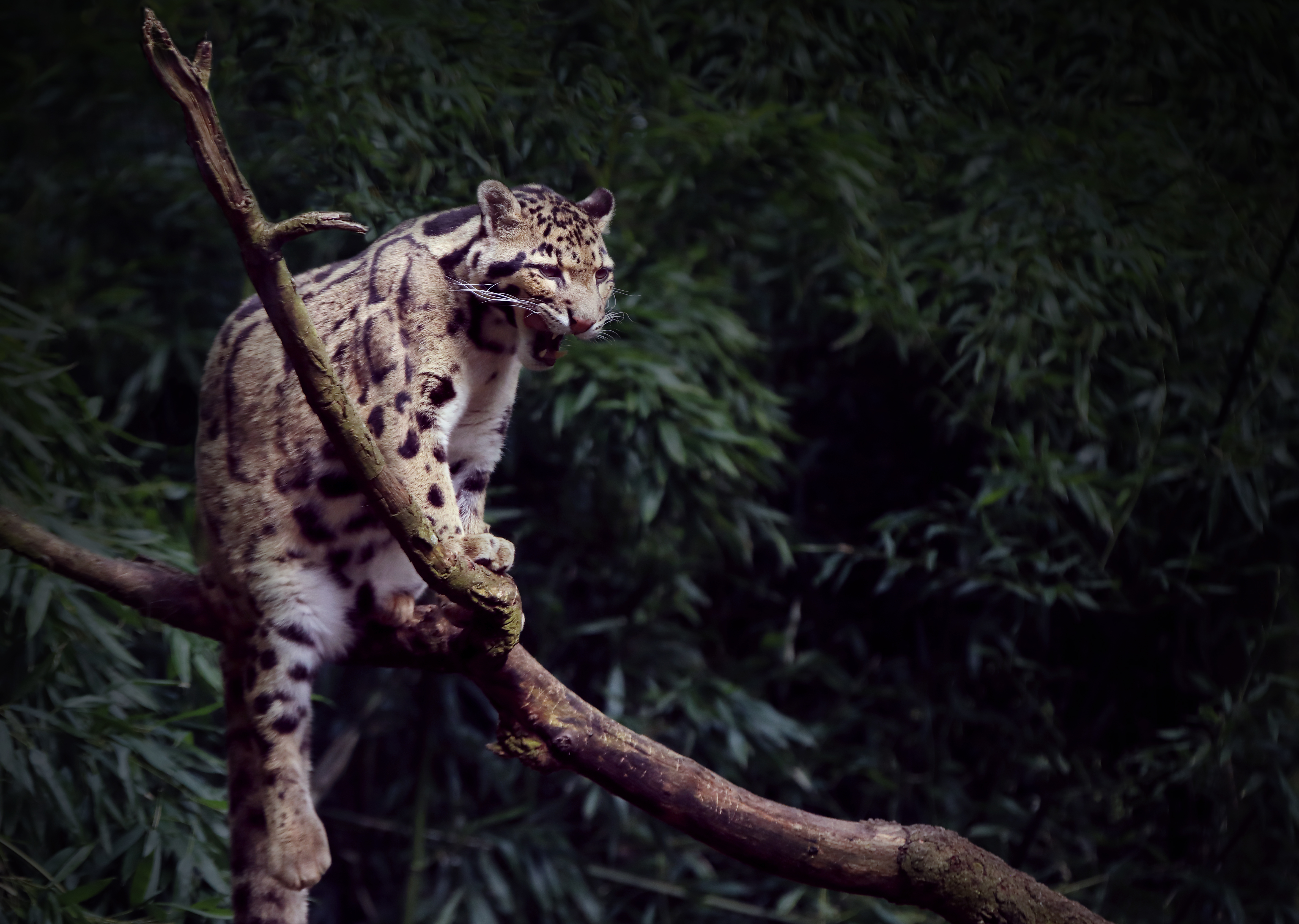 Clouded Leopard Wallpapers