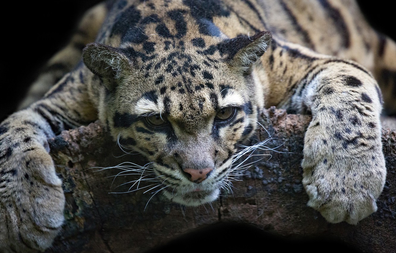 Clouded Leopard Wallpapers