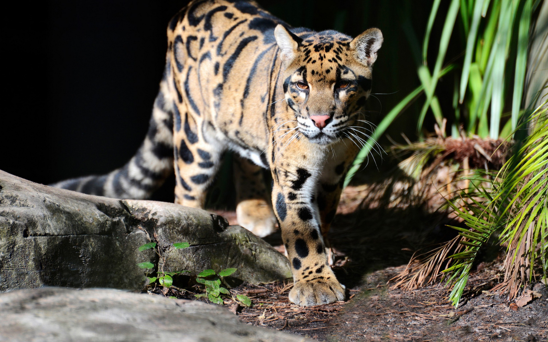 Clouded Leopard Wallpapers