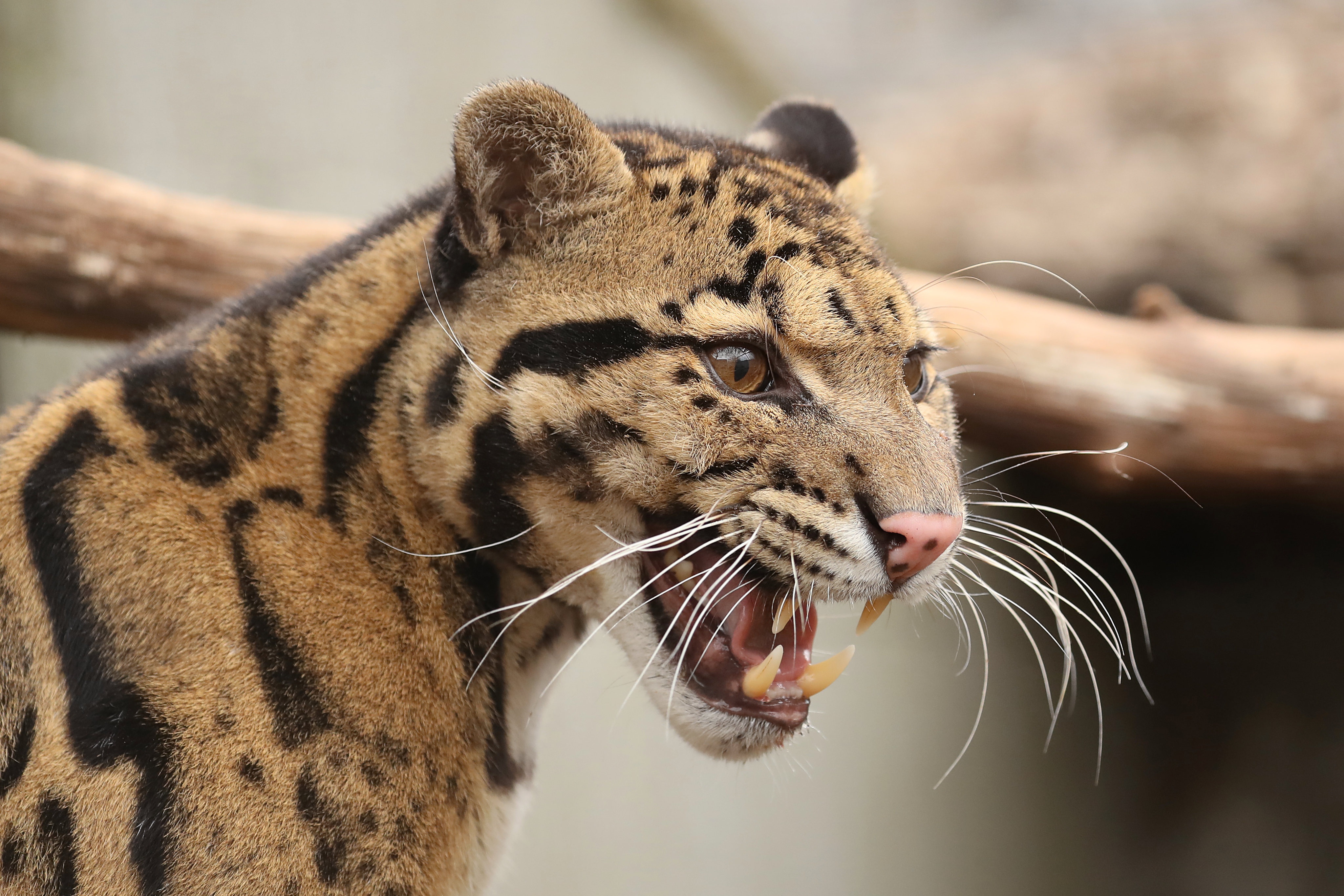 Clouded Leopard Wallpapers