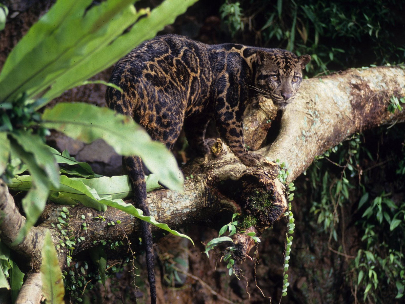 Clouded Leopard Wallpapers