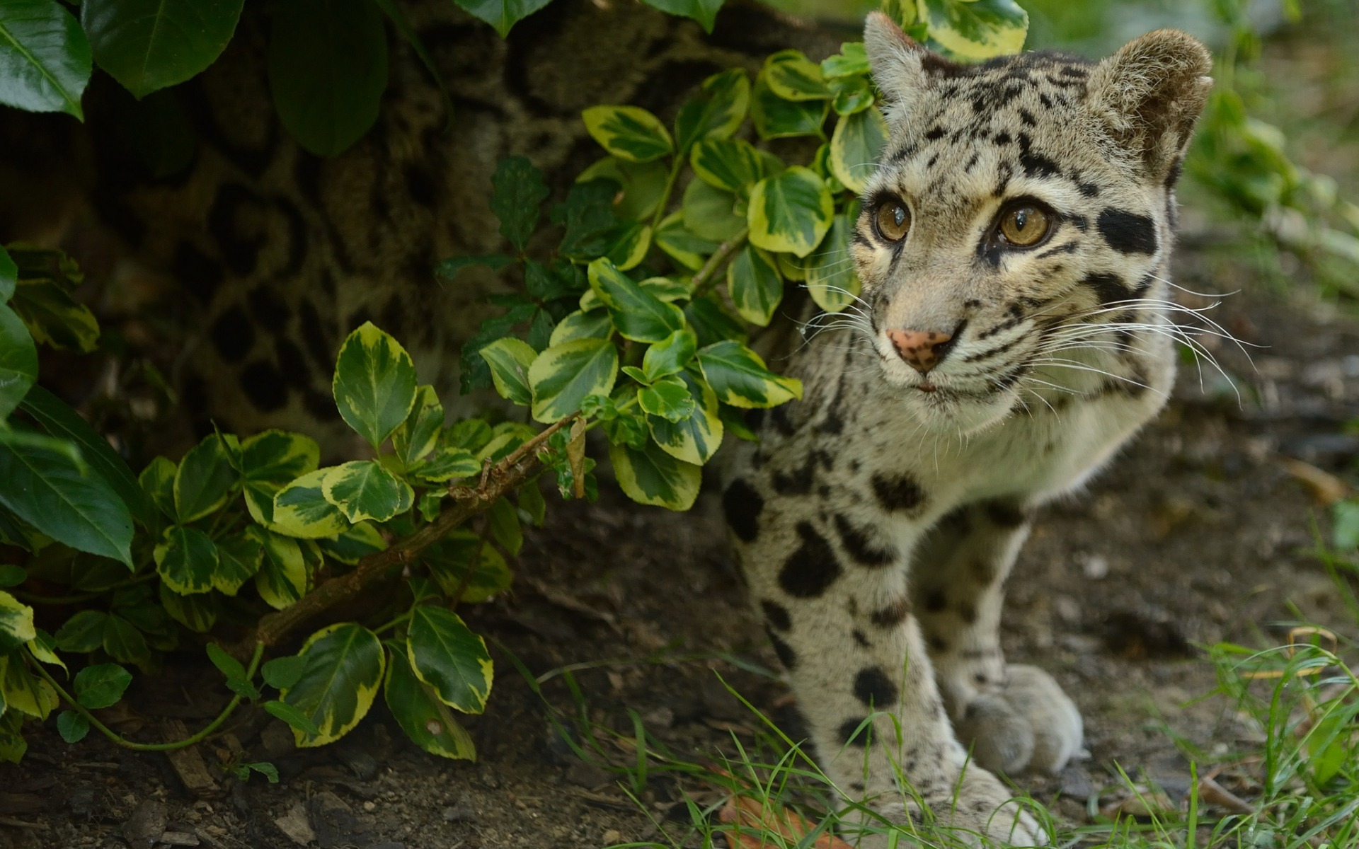 Clouded Leopard Wallpapers