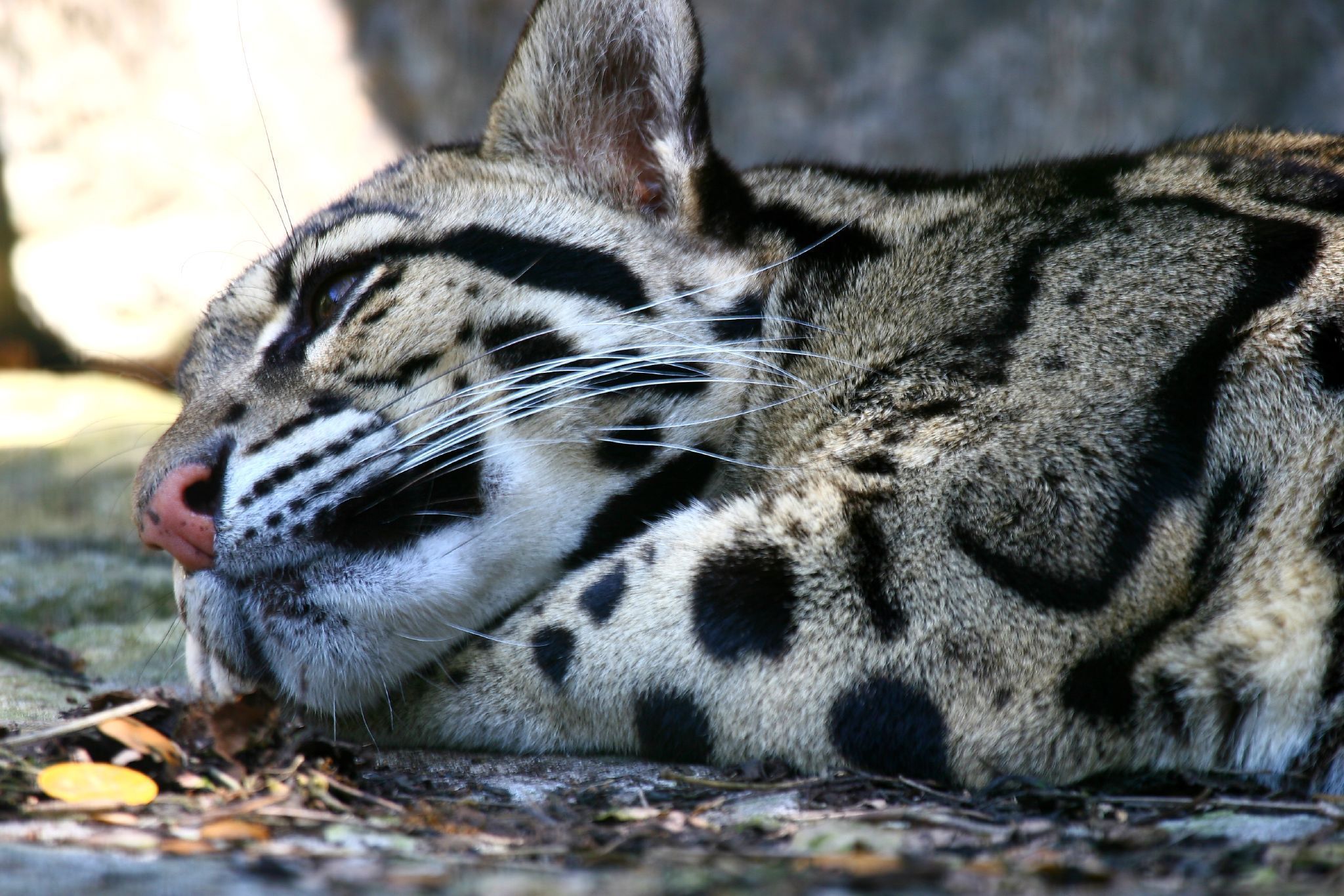 Clouded Leopard Wallpapers