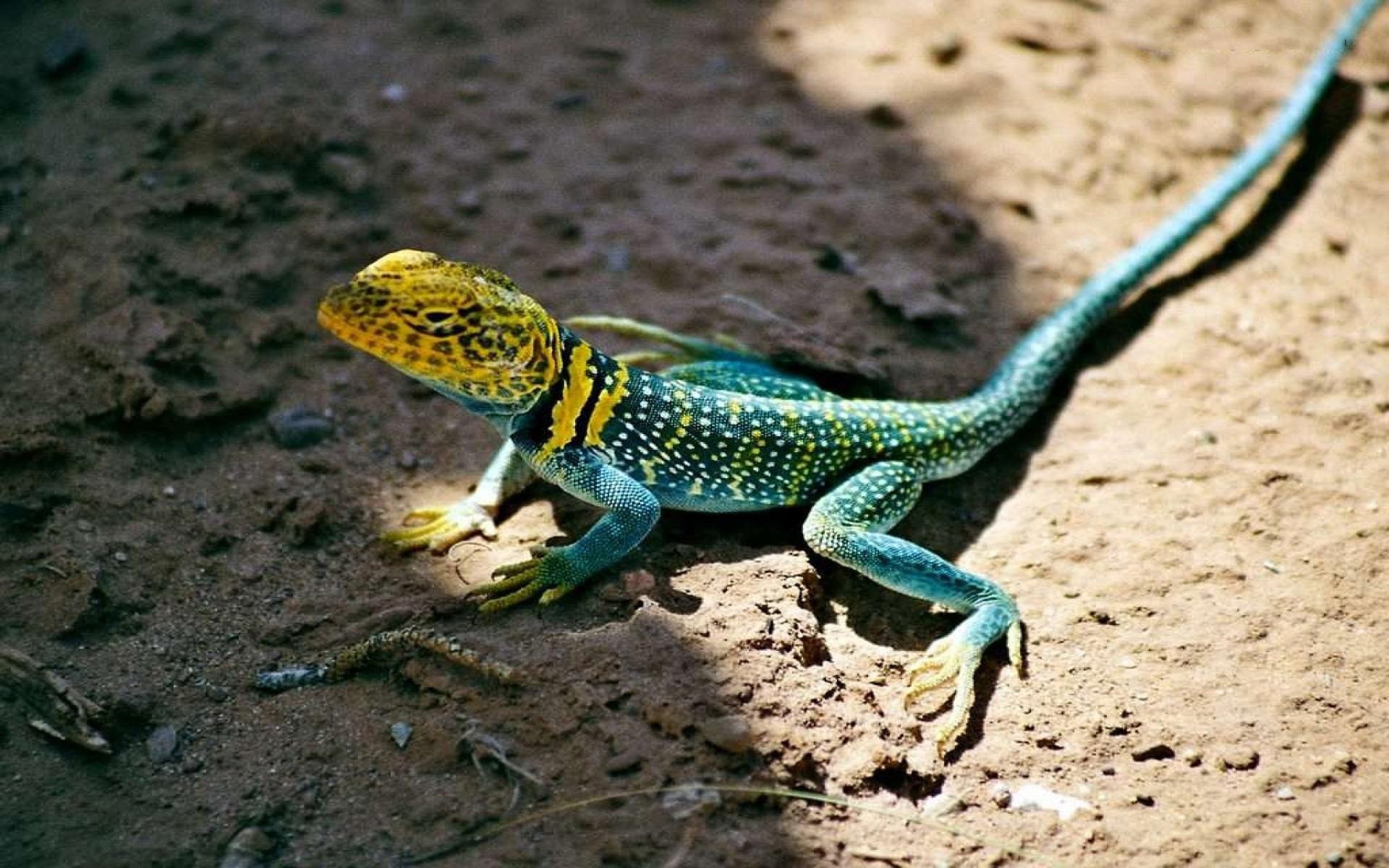 Collared Lizard Wallpapers