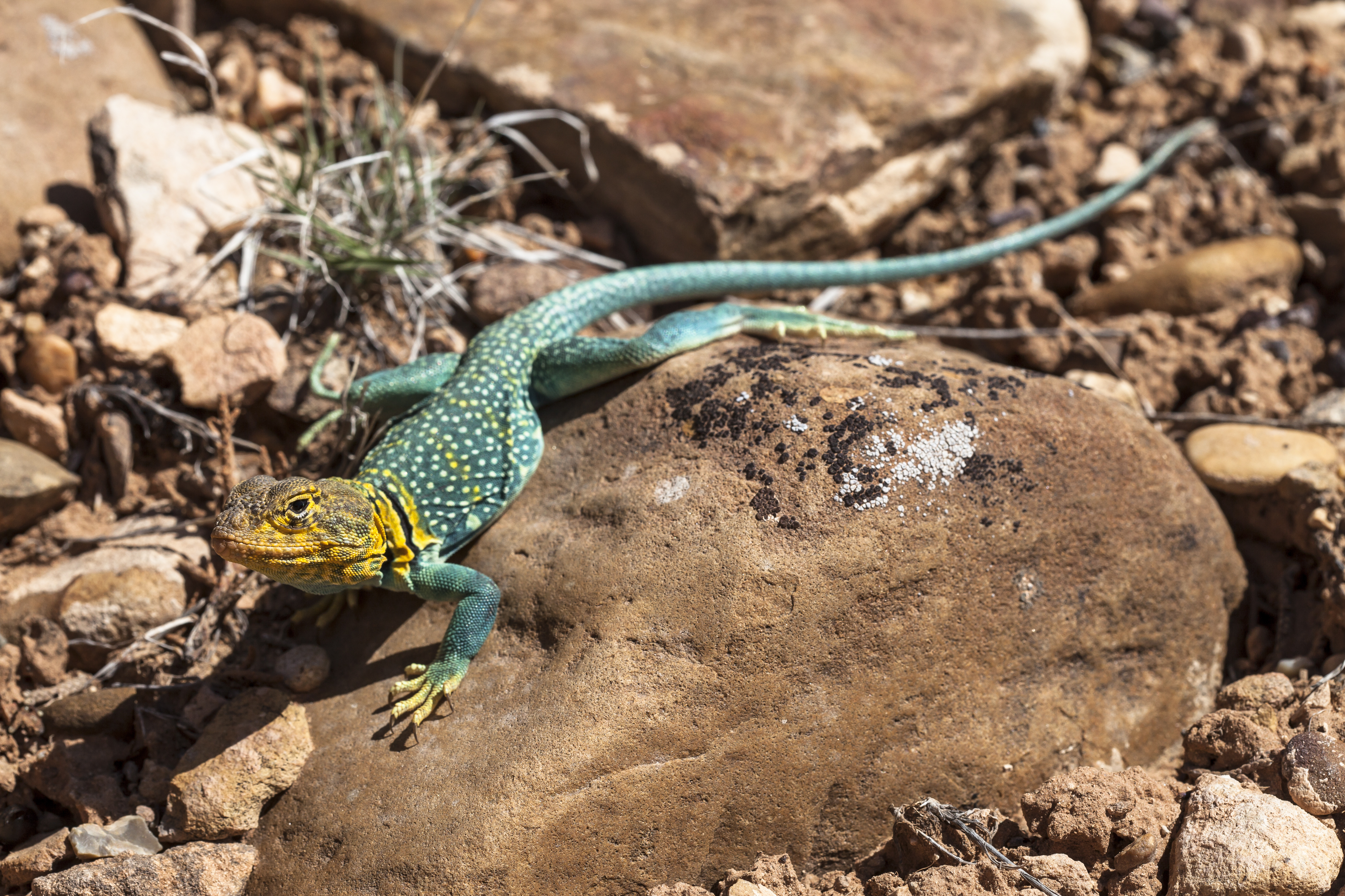 Collared Lizard Wallpapers